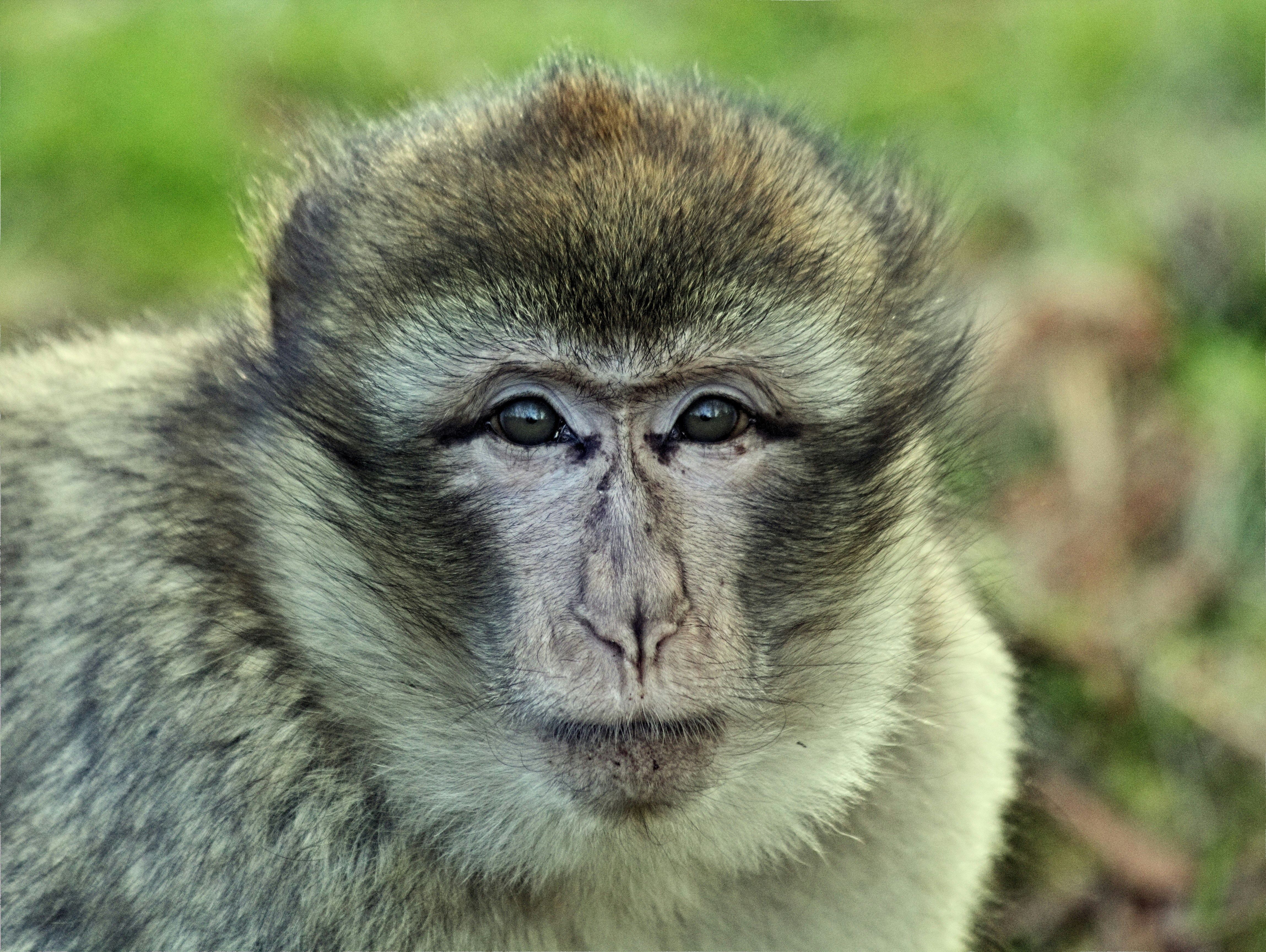 Primate Safaris