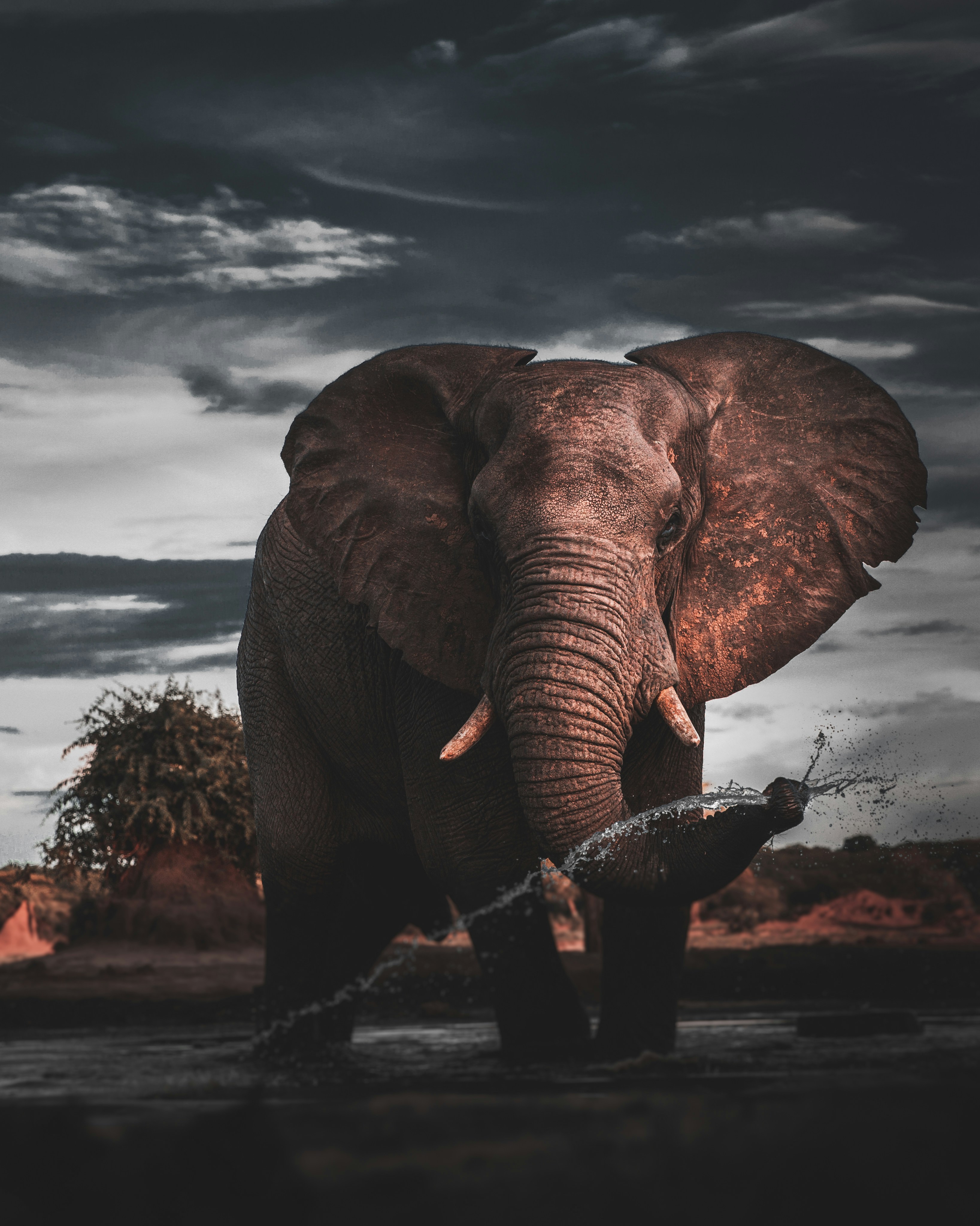 Big Five Safaris