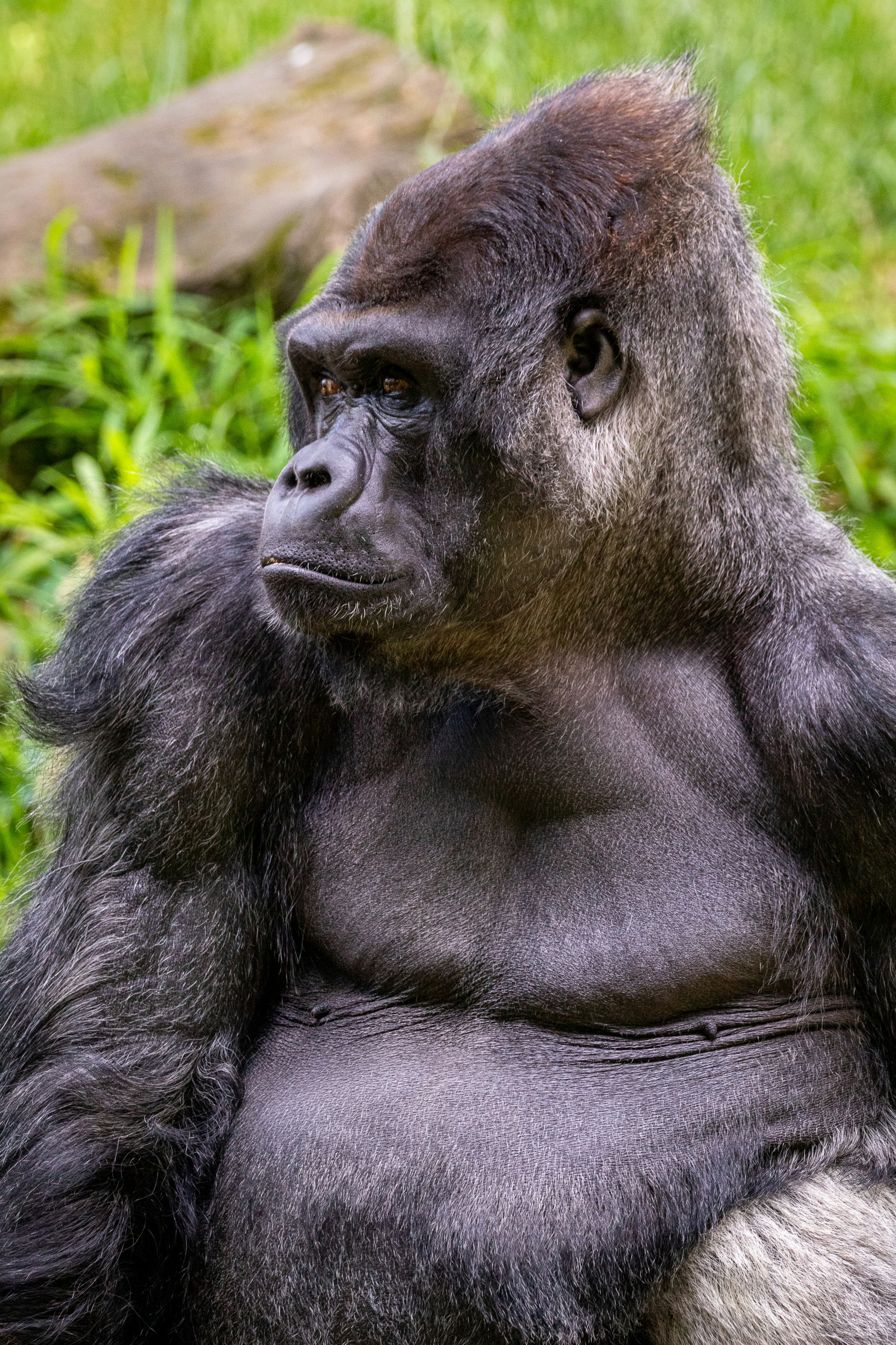 Gorilla Trekking