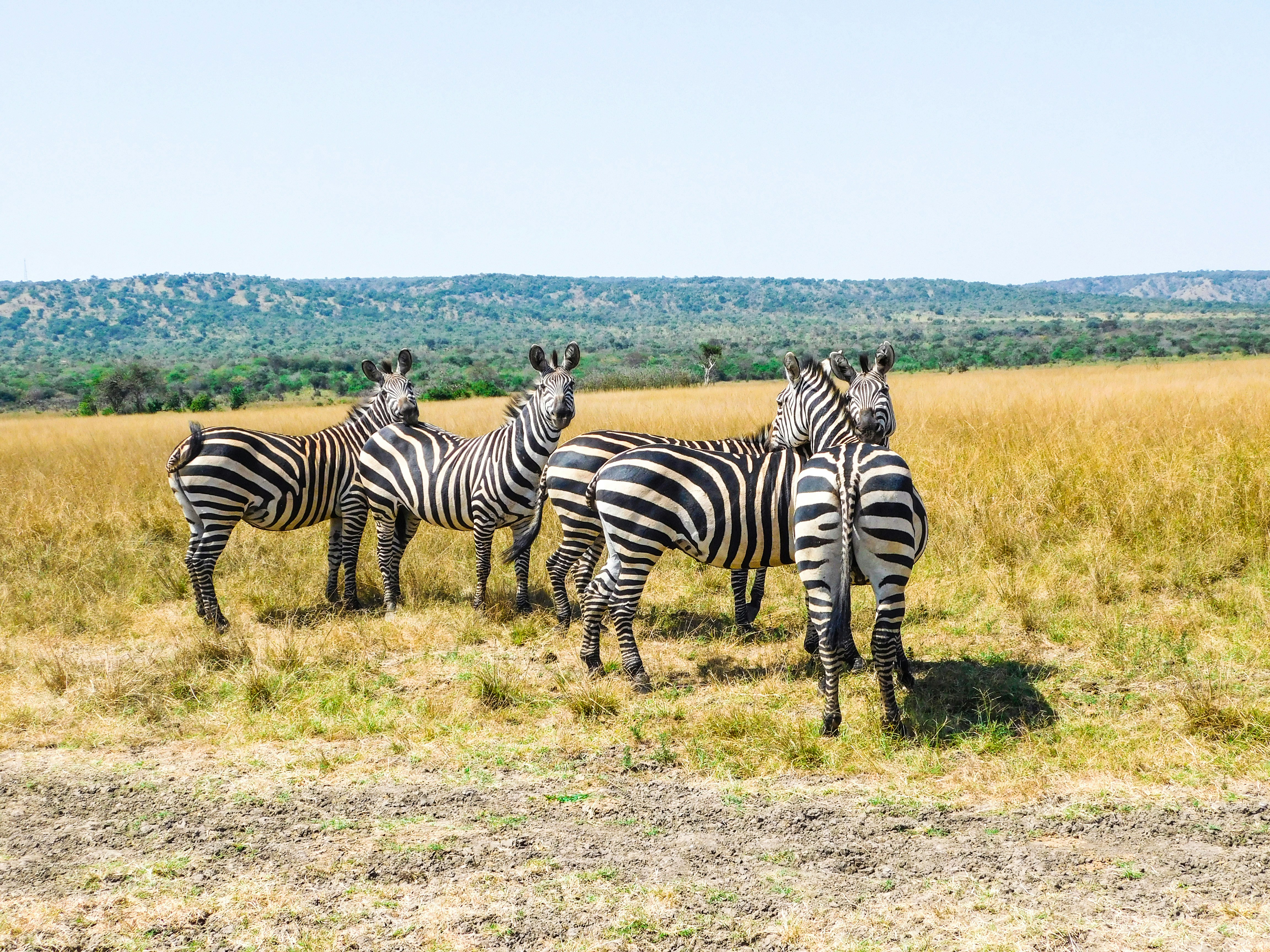 Akagera National Park